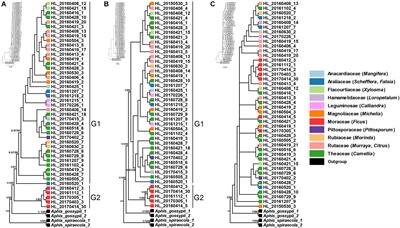 Specialization on Ficus Supported by Genetic Divergence and Morphometrics in Sympatric Host-Populations of the Camellia Aphid, Aphis aurantii